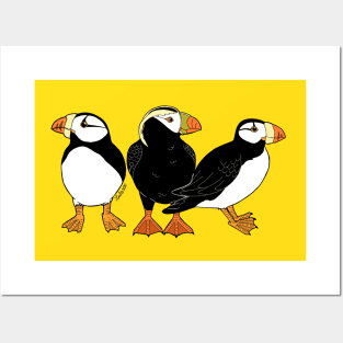 Puffins Posters and Art